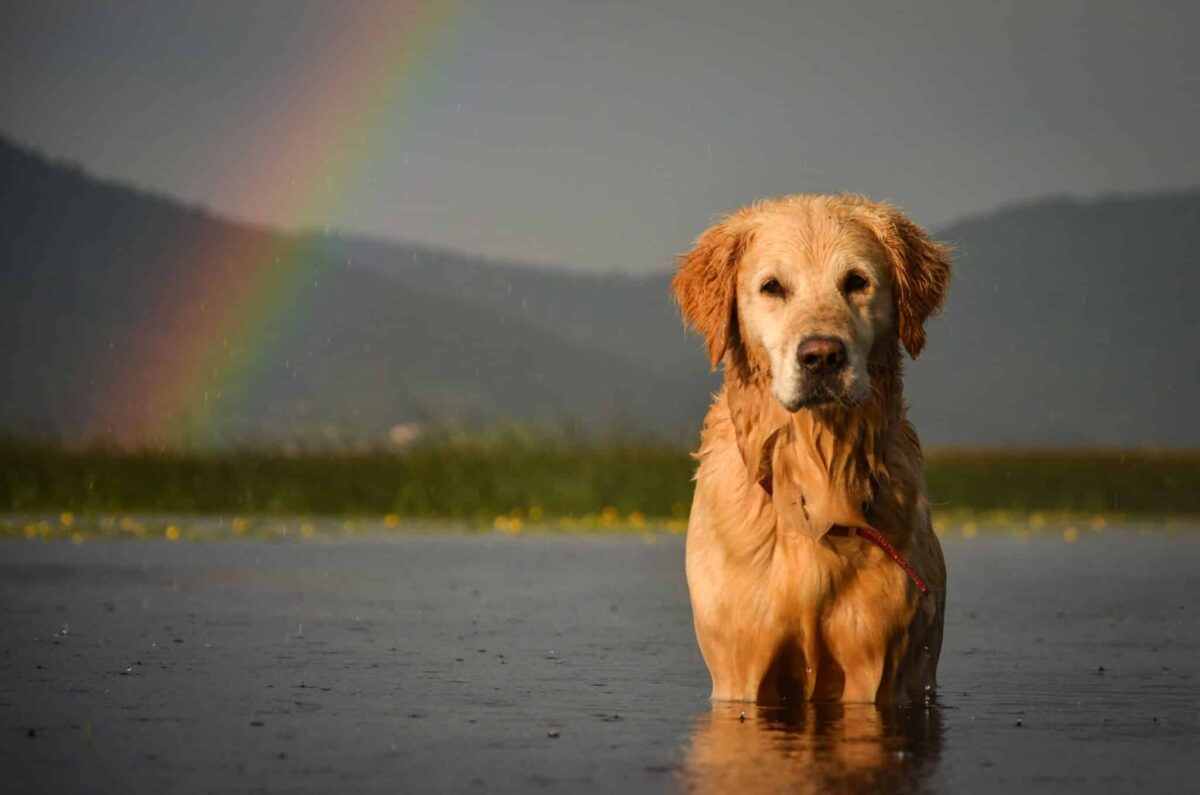 7 Ways A Golden Retriever Would Win Hearts (And Votes) As President