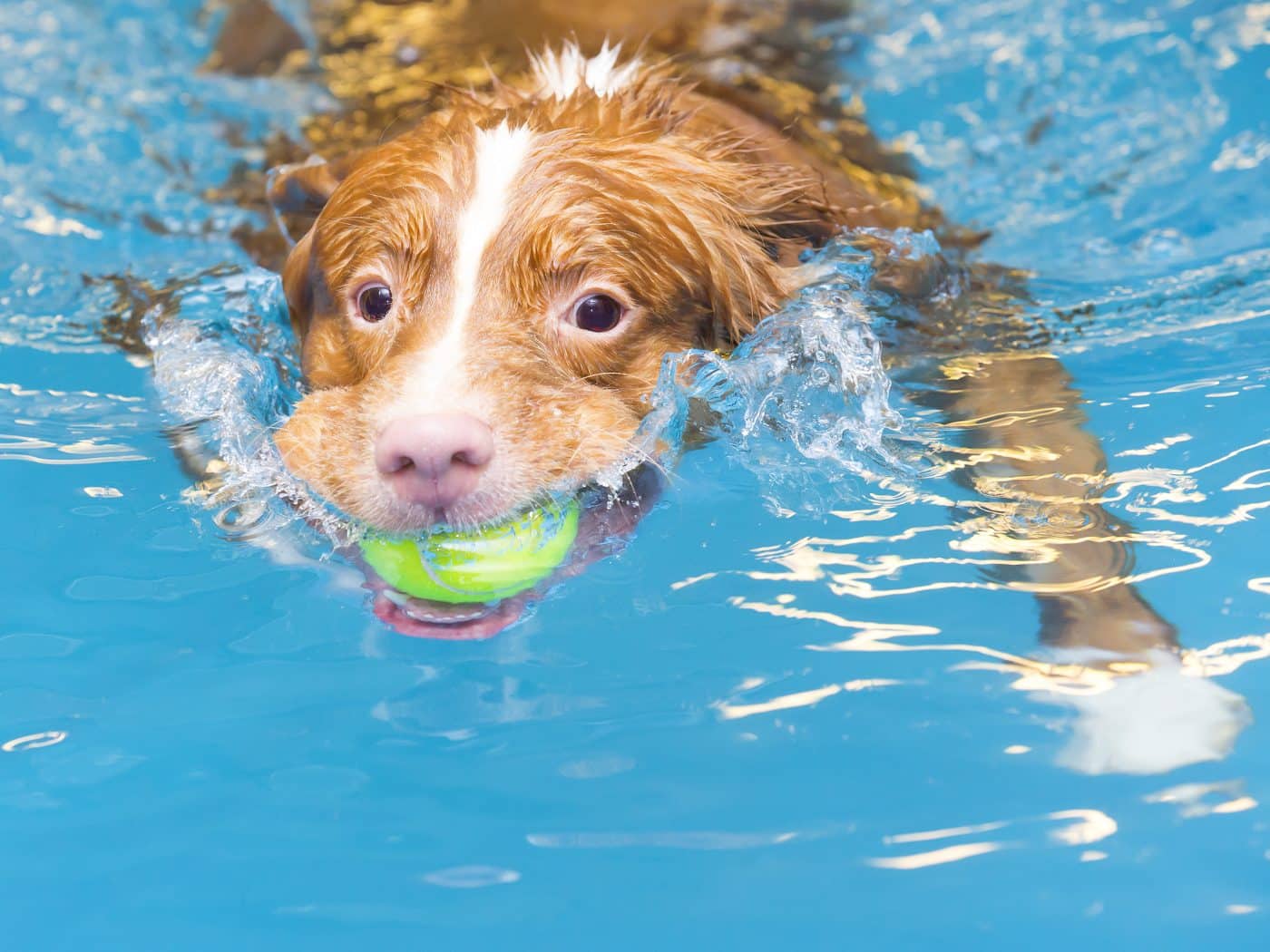 11 Breeds That Love The Water And Can’t Resist A Good Splash