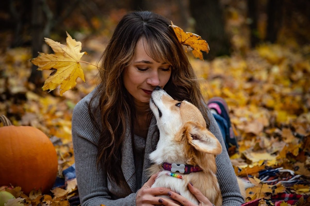 Pembroke Welsh Corgi sprinting with a joyful grin, playful and lively.