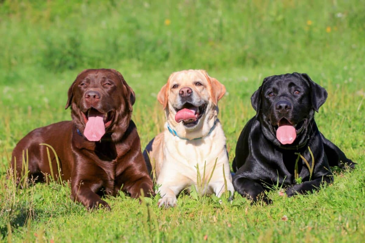 2026 s Most Popular Dog Breeds In The US Ranked By The American Kennel 
