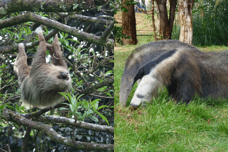 Sloth Relatives 9 Surprising Animals That Share Unexpected Family Ties - iHeartDogs.com