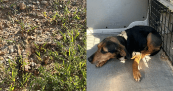 Mail carrier hero Holle’ Prigmore saves Ginger the dog