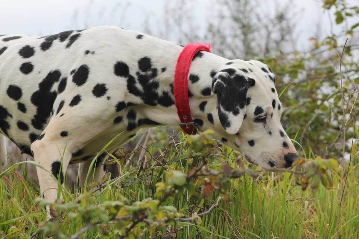 Dalmatian running joyfully outdoors, muscles flexed and ears back in excitement.