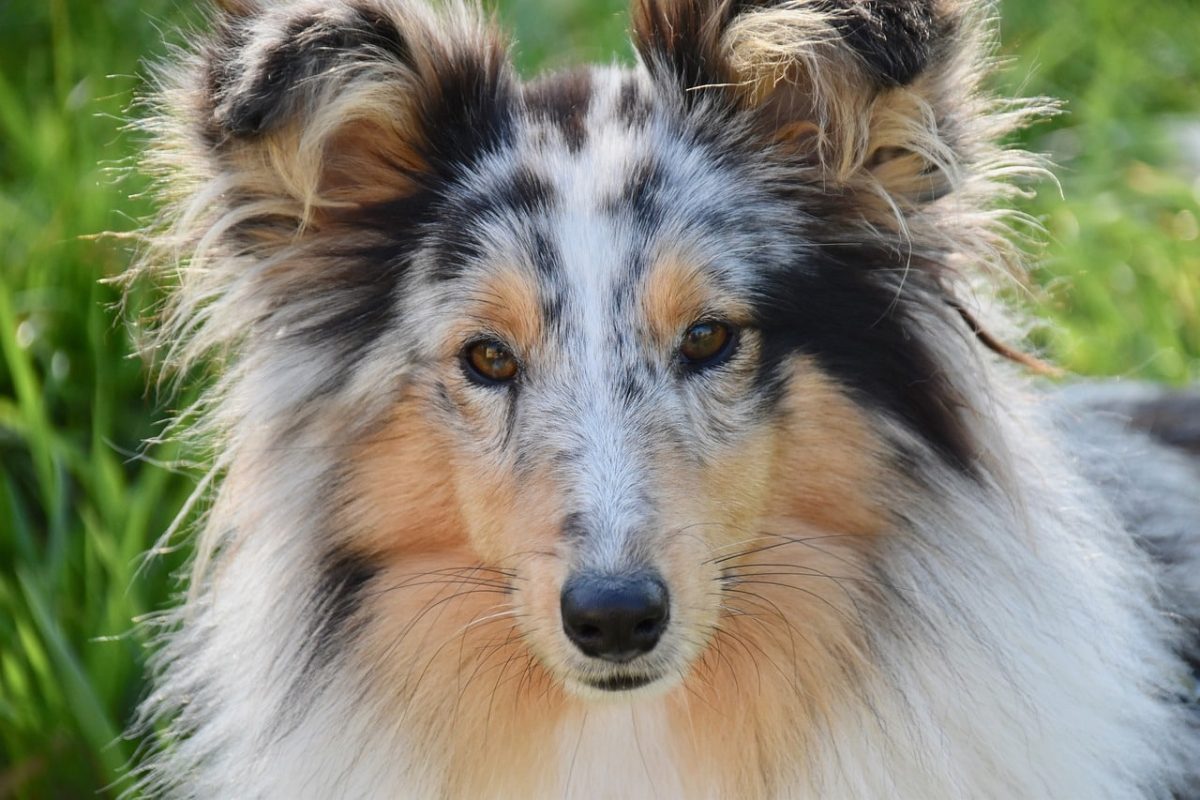 Top 13 Dog Breeds That Bring Calm and Comfort To Every Situation