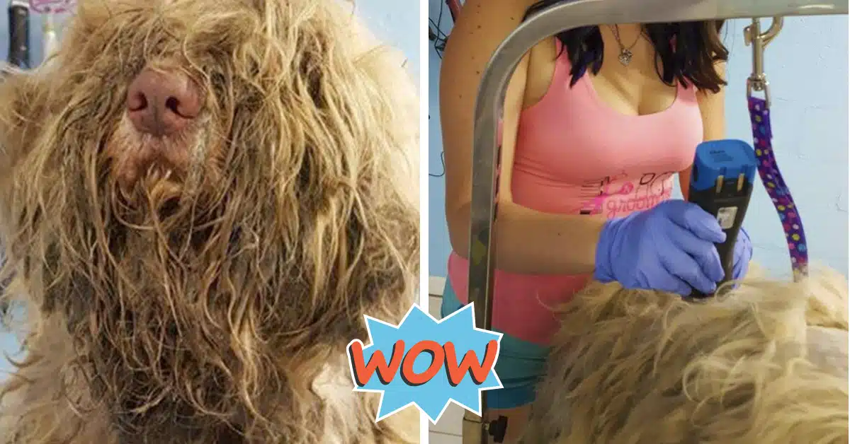 Dog Groomer Opens Shop In The Middle Of Night To Give Stray Dog Haircut And Found Beauty Beneath Matted Fur