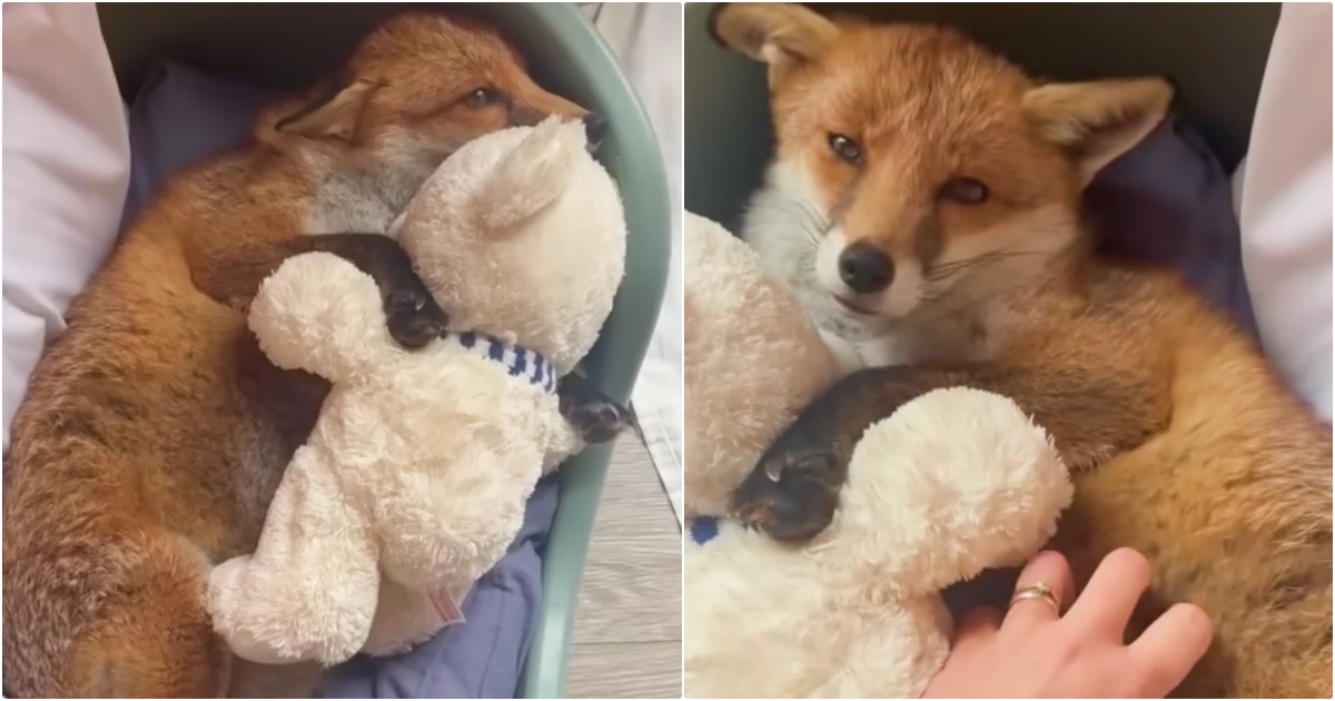 Rescue Fox Loves To Be Held And Cuddles With Teddy At Bedtime