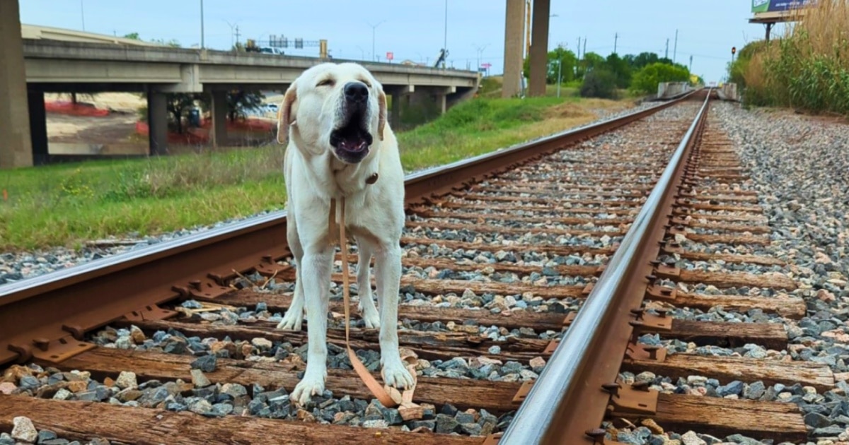 Dog's Leash Pinned To Tracks As Oncoming Train Rushed In