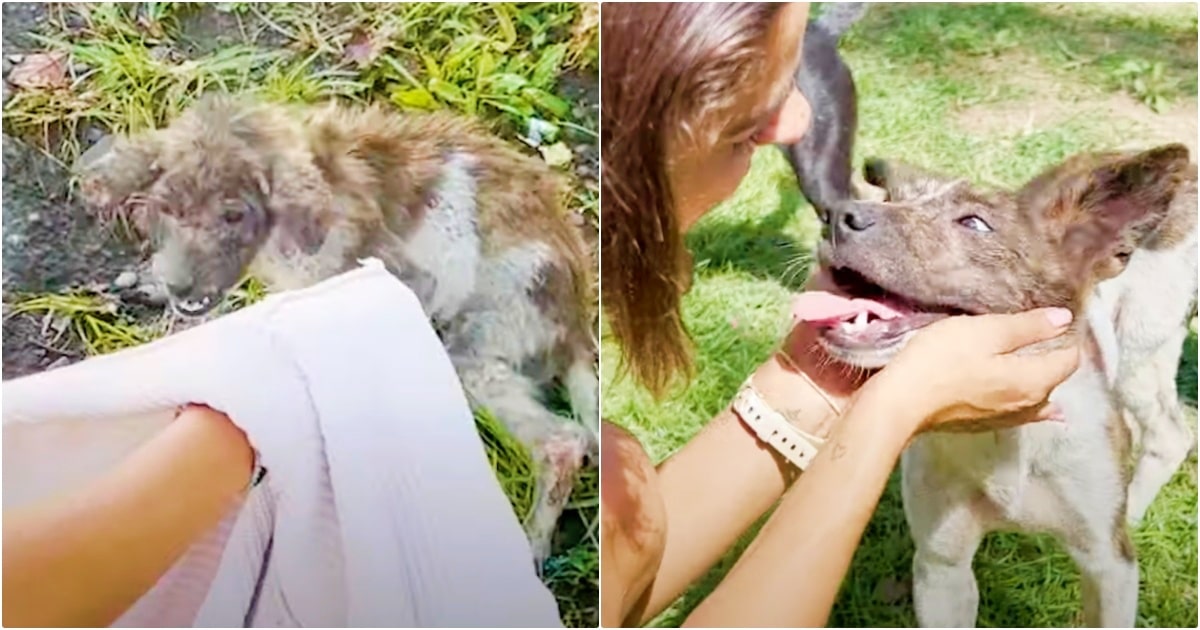 Woman Wrangles Snapping Stray With Jacket And Goes In For A Kiss