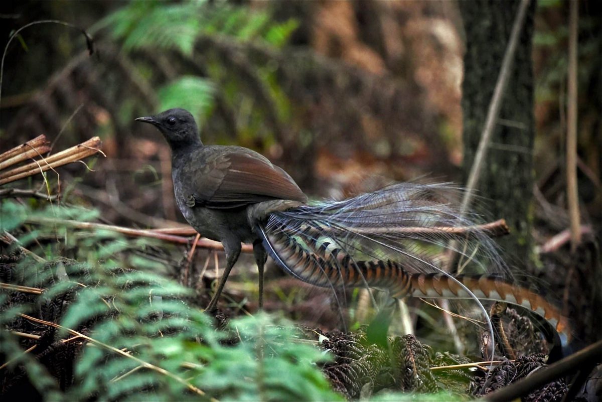 11 Creatures That Look Like They Belong On Another Planet