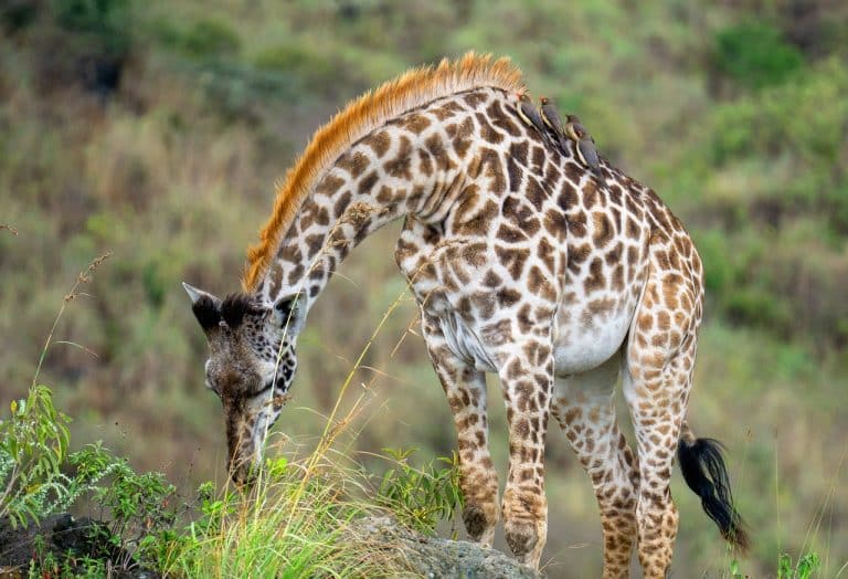 Animals That Developed Patterns 13 Jaw-Dropping Animals With Stunning Patterns You’ll Fall In Love With ...