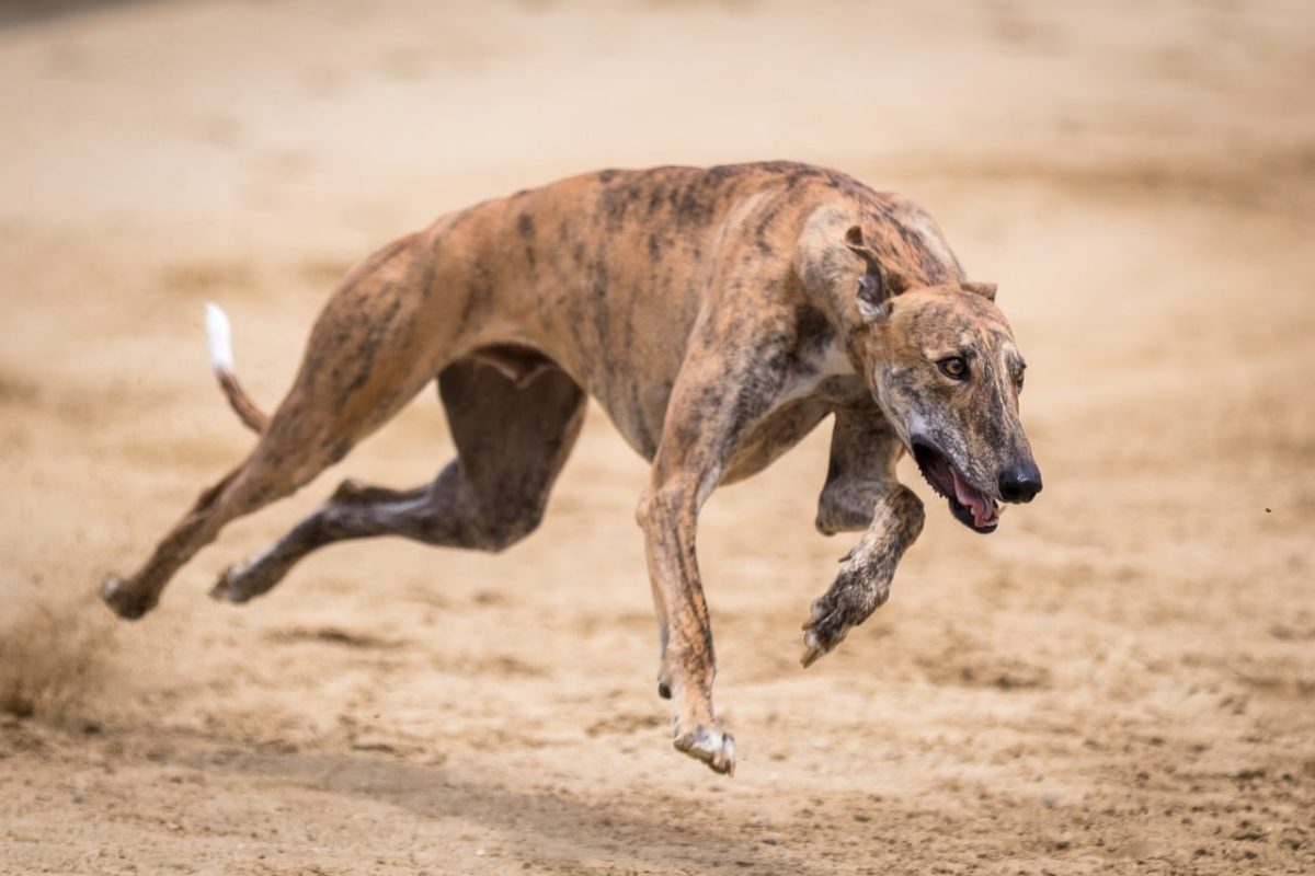 Greyhound sprinting with grace and power, demonstrating athleticism and joy.
