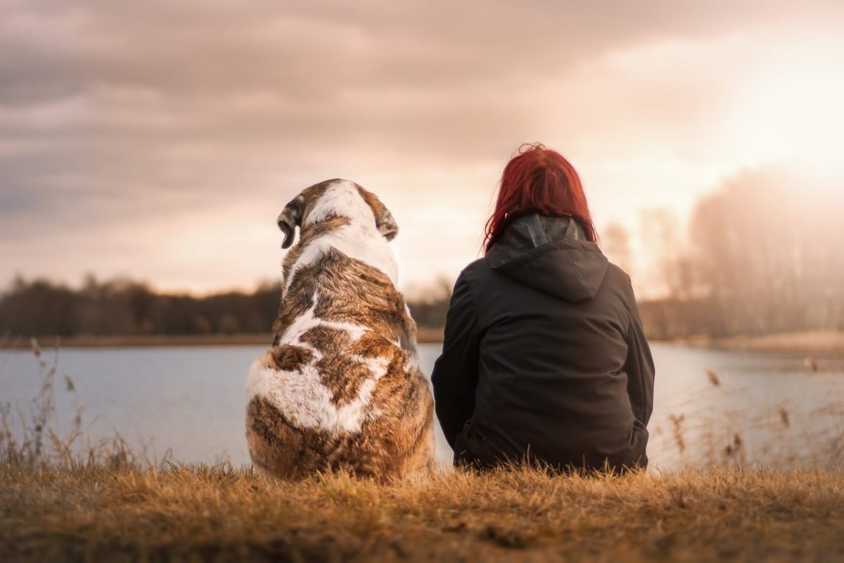 Top 9 Ways Dogs Show Gratitude Without Ever Saying A Word