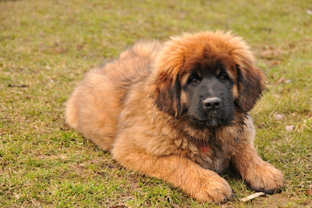 Leonberger displaying broad giant paws beneath its magnificent and powerful frame.