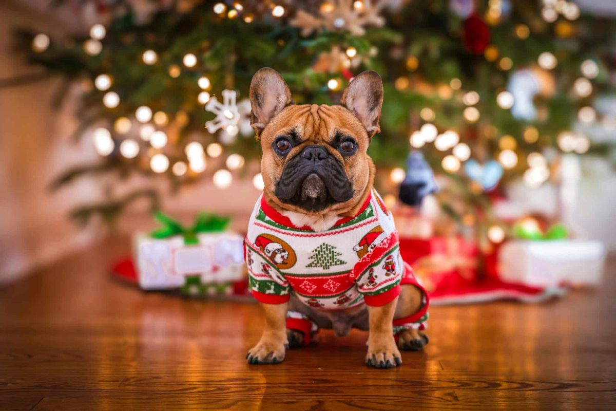 9 Simple Ways to Keep Your Dog Safe and Happy This Holiday Season