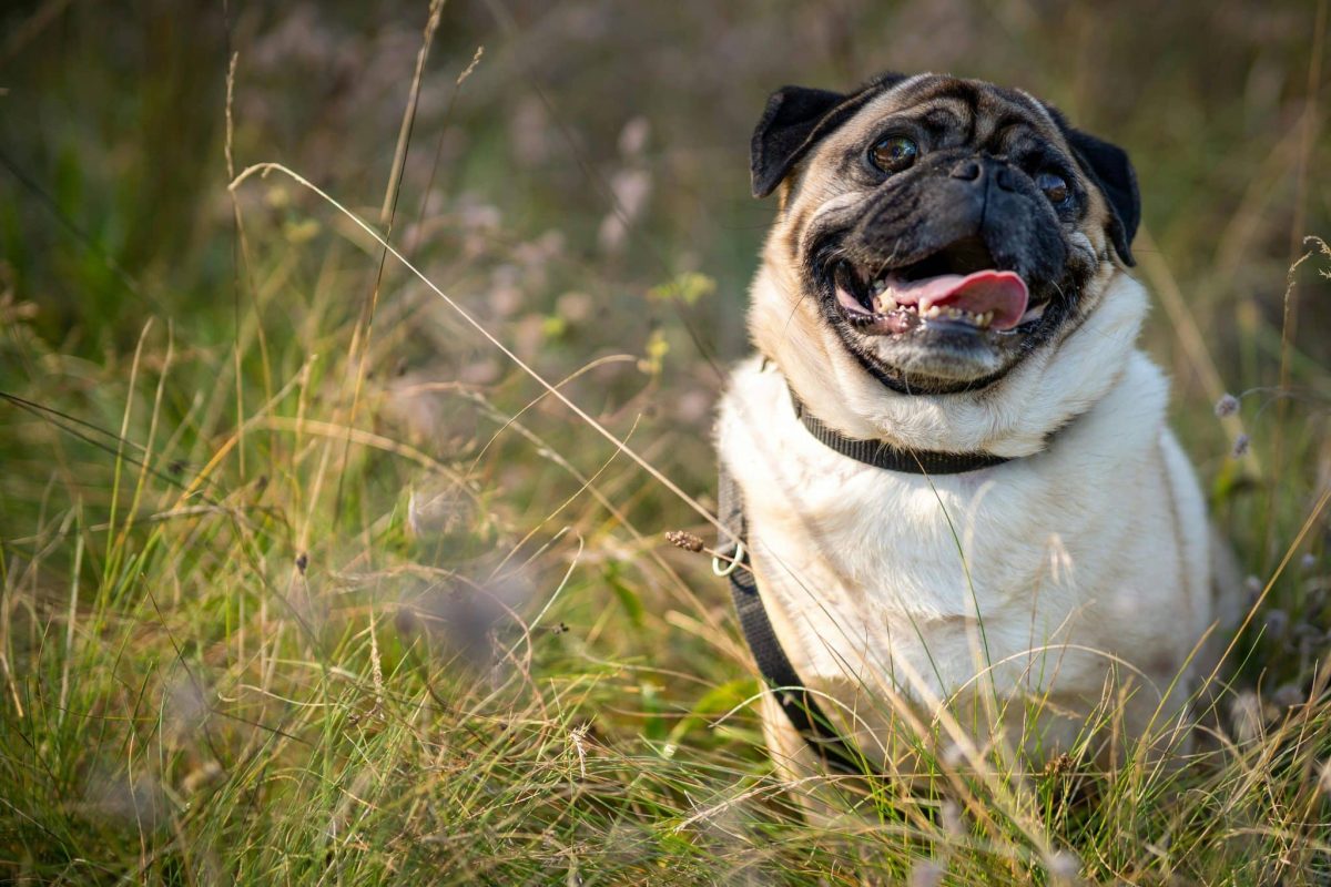 A Pug with soulful eyes and a smooth, fawn coat, glowing in any light.