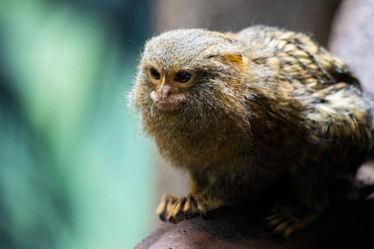 12 Miniature Animals So Tiny They’ll Steal Your Heart - iHeartDogs.com