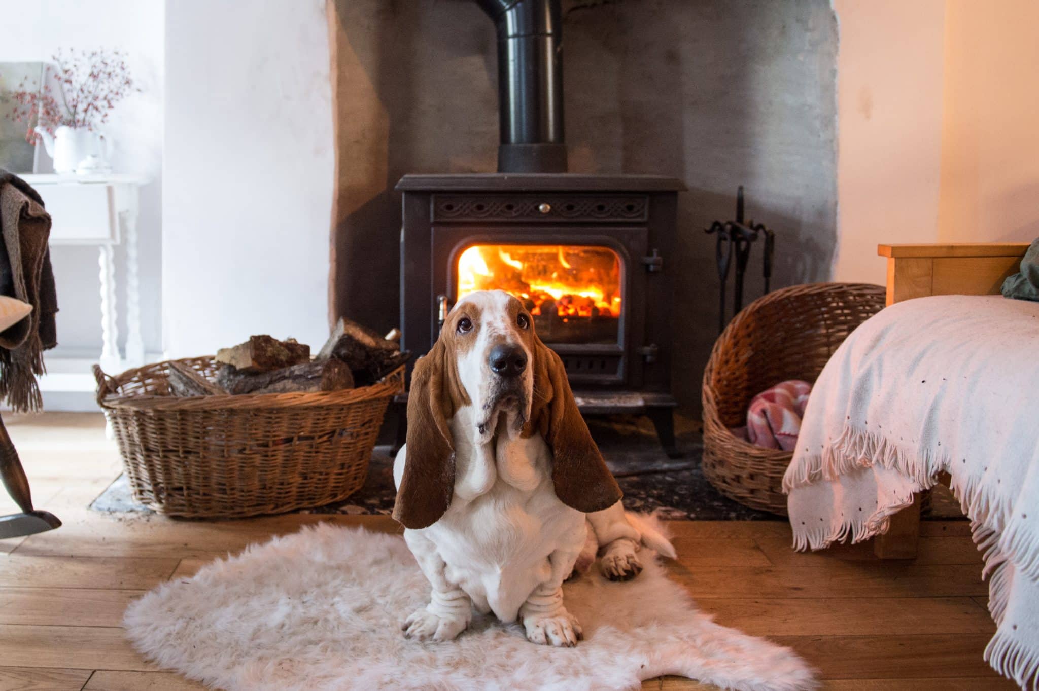 A cozy dog with a peaceful expression embodying warmth, comfort, and relaxed companionship