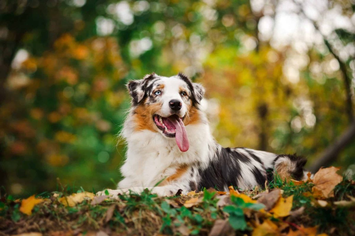 13 Nature Loving Dog Breeds Who Thrive In Woods And Water IHeartDogs