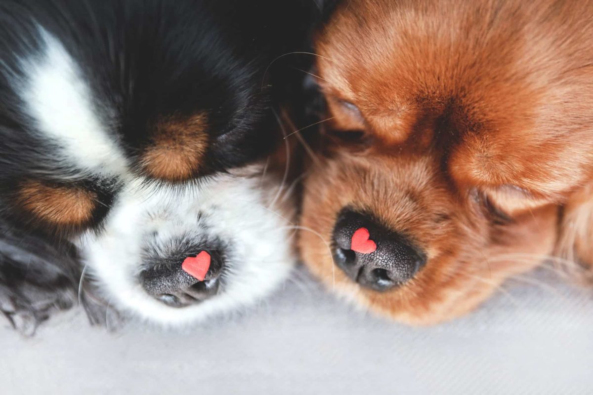 Top 7 Dog Breeds That Make Your Heart Feel Full Every Day