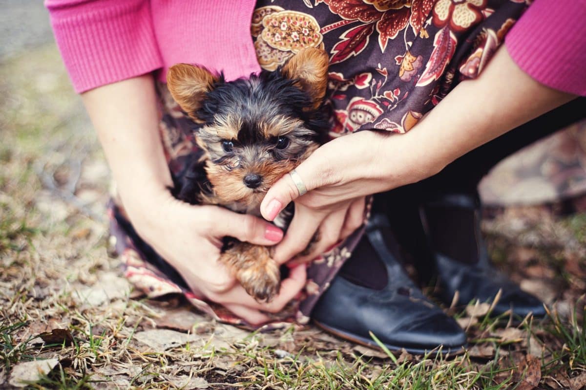 11 Sweet And Loving Ways Your Dog Says I Love You Without Words