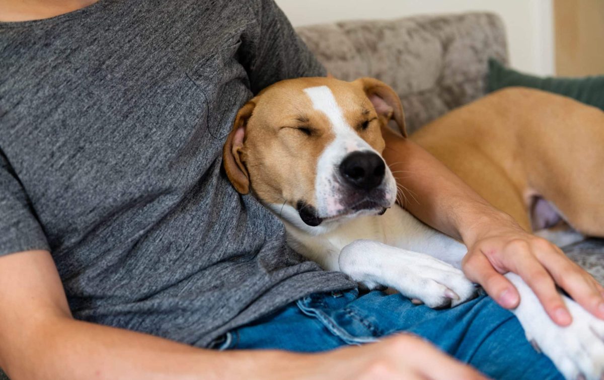 15 Easy Tips to Help Your Dog Feel Safe and Secure at Home