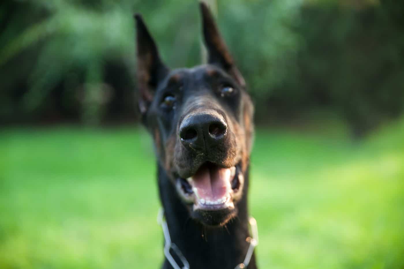 Doberman alert, barking with a confident, crisp tone.