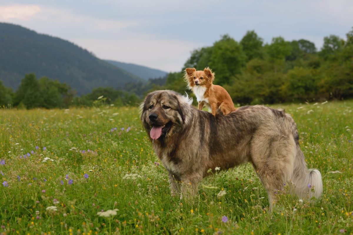 Caucasian Shepherd Dog displaying imposing strength and fearless guardian character.