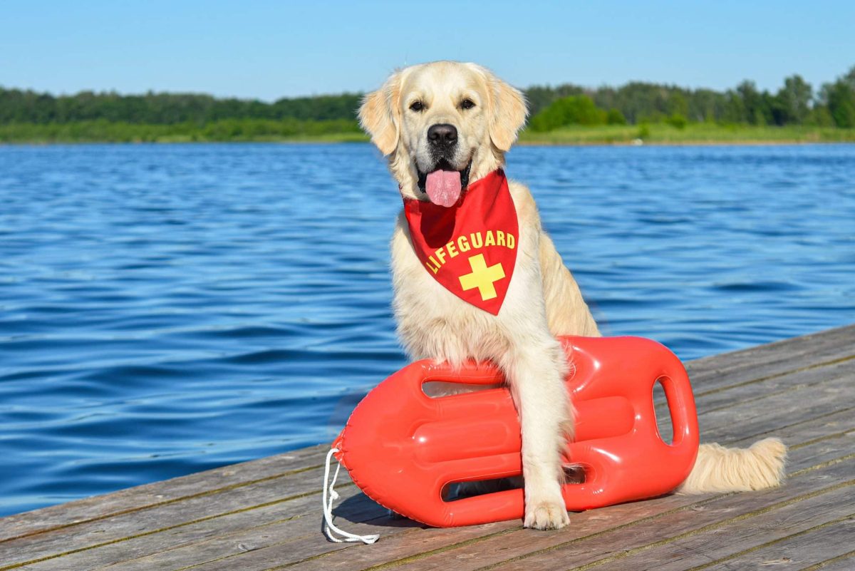 A Golden Retriever looking attentive, embodying reliability and rescue readiness.