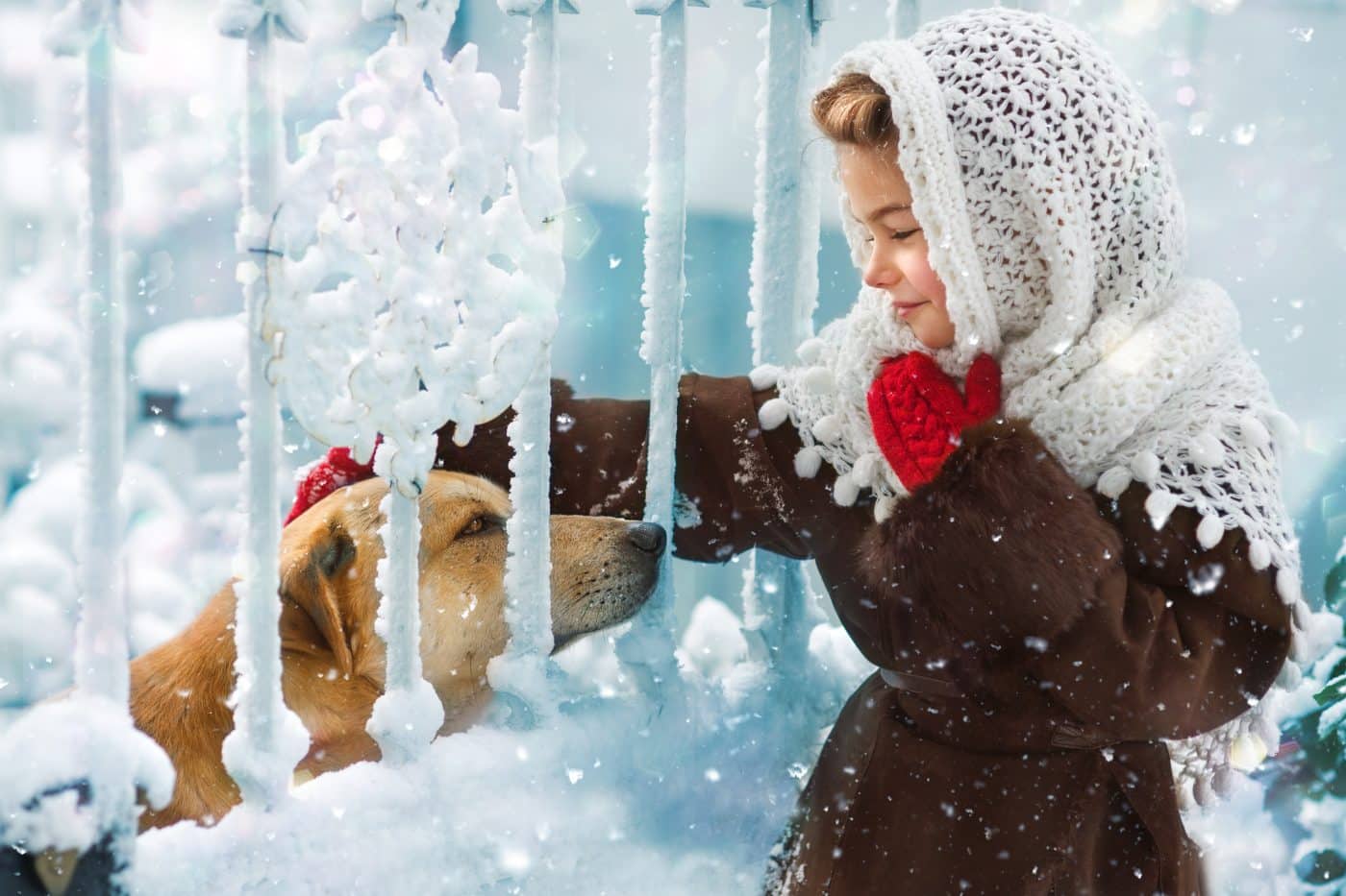 11 Powerful Ways You Can Help Shelter Dogs Find Homes This Christmas