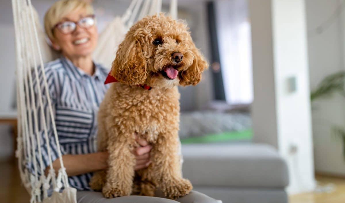 14 Gentle Dog Breeds That Bring Comfort And Joy To Seniors