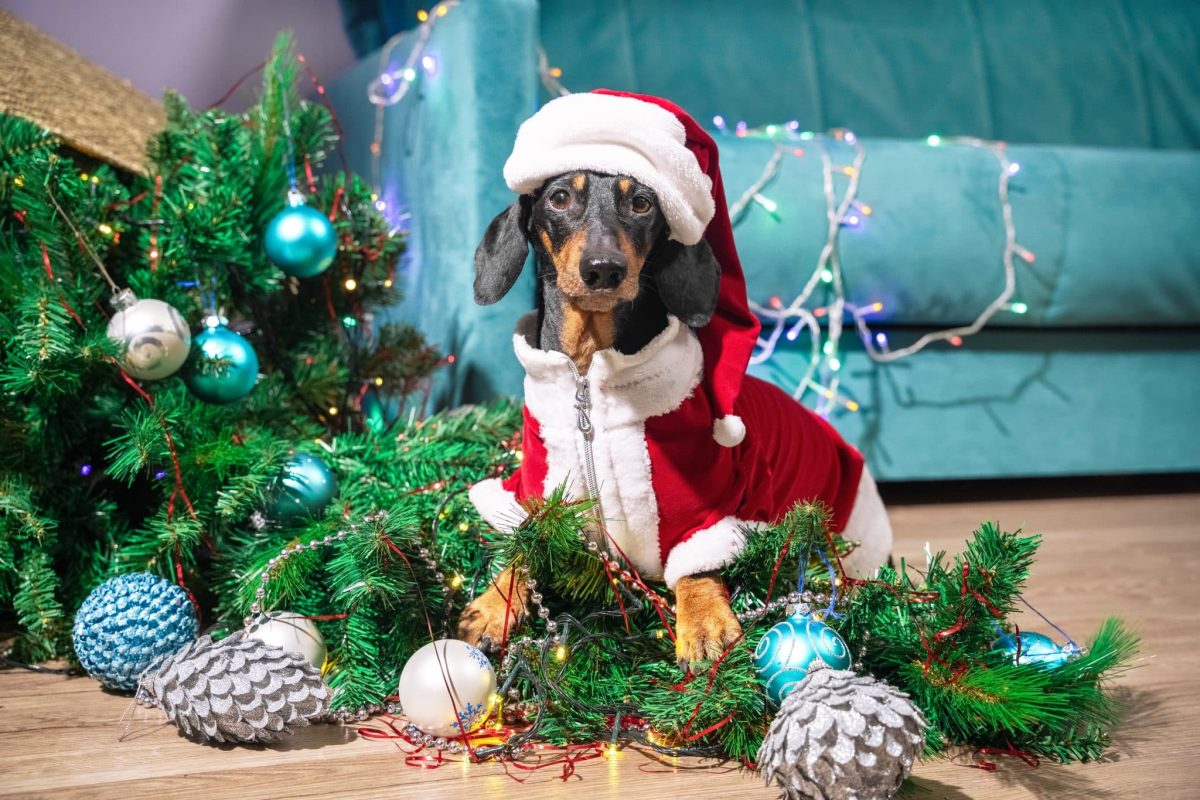 9 Subtle Signs Your Dog Might Need A Little Holiday Stress Relief