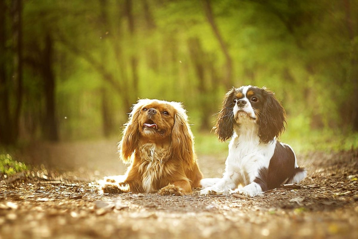 Ultimate 9 Dog Breeds That Add Magic to Everyday Moments