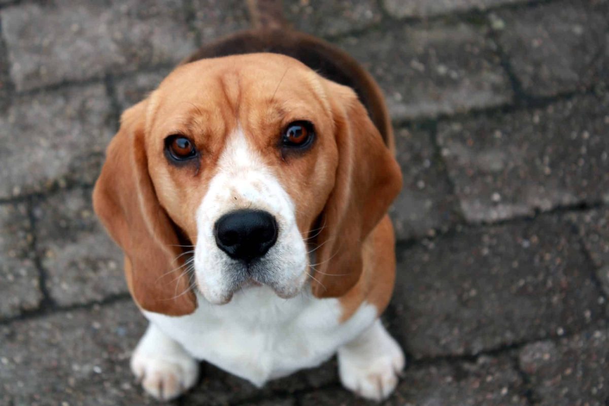 11 Dog Breeds With The Most Captivating And Gentle Puppy Eyes