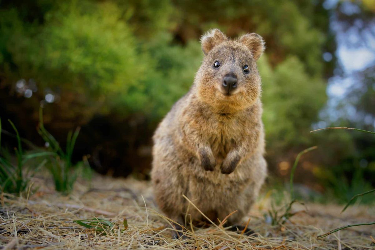 13 Adorable But Obscure Animals You’ve Never Heard Of