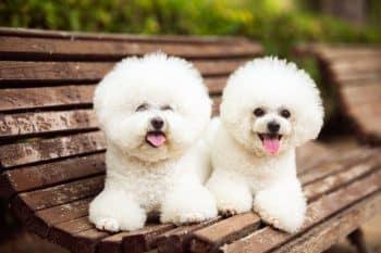 A joyful, low-shedding dog with bright eyes and a soft coat, radiating warmth and approachability