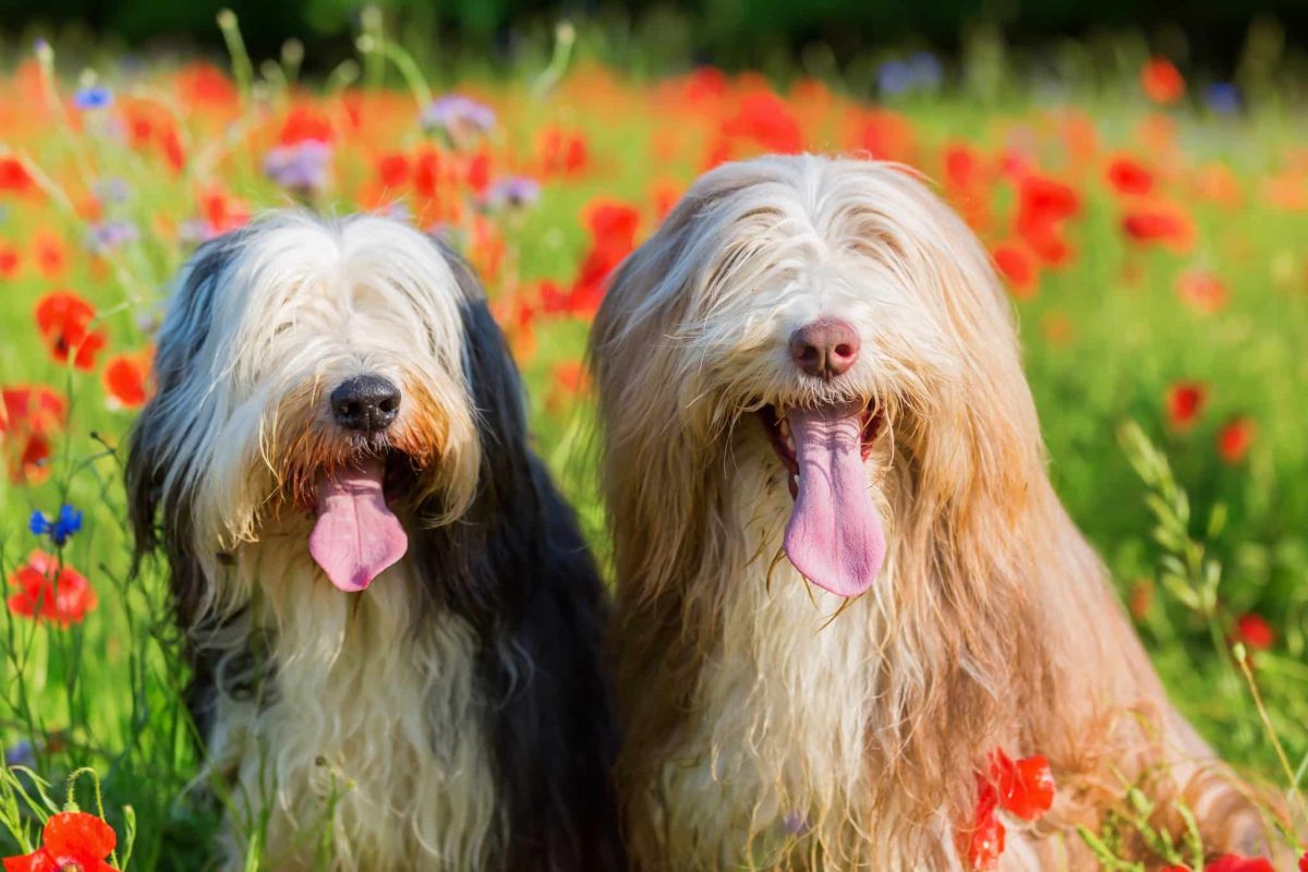 Ultimate 13 Dog Breeds That Make Every Family Feel Complete