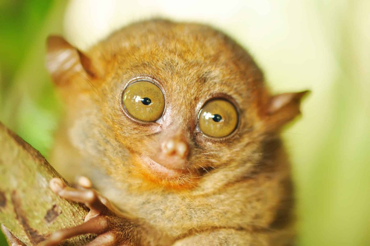 13 Creatures With Eyes That See The World In Ways You Can’t Imagine