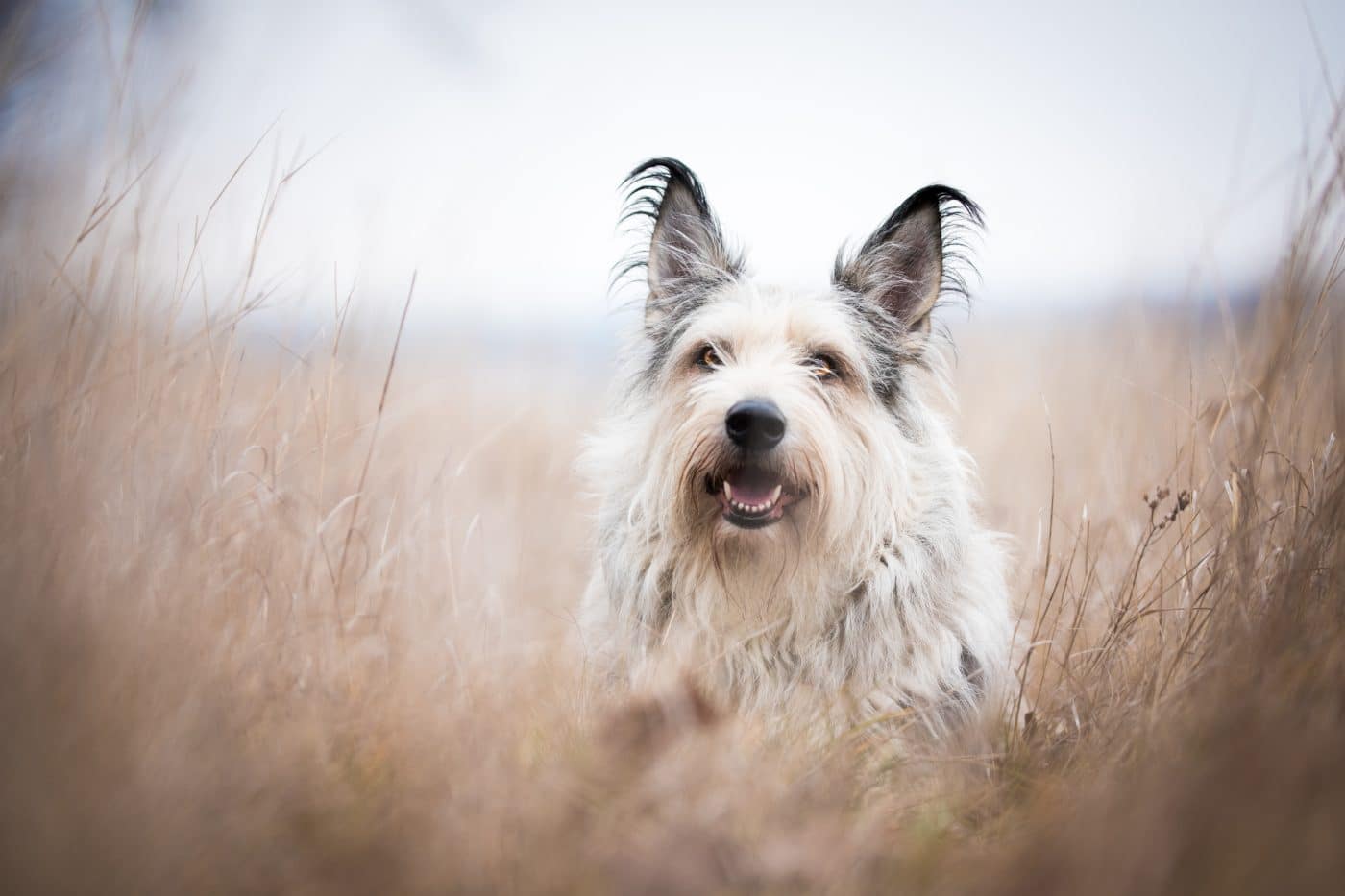 Top 11 Dog Breeds That Fill Your World With Joy