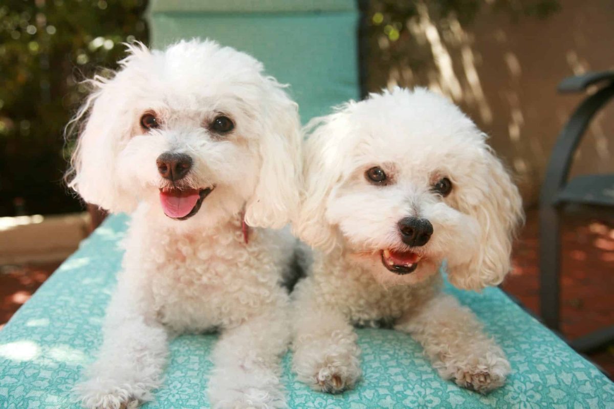 Top 11 Dog Breeds That Truly Shine in Homes Full of Love