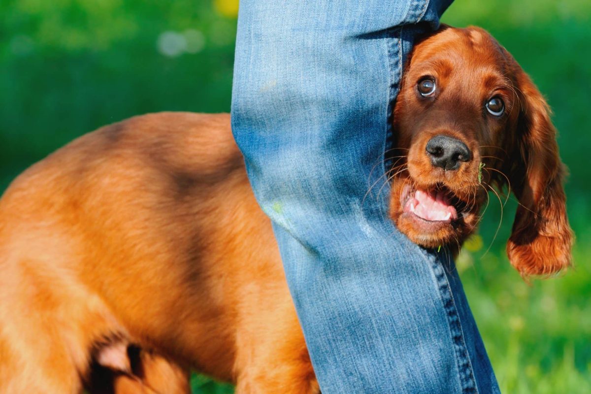 Irish Setter looking joyful and attentive with a shining coat.