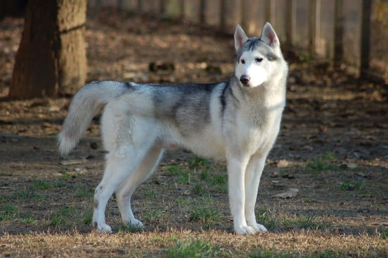 13 Unbelievable Dog Stories That Will Melt Your Heart - iHeartDogs.com