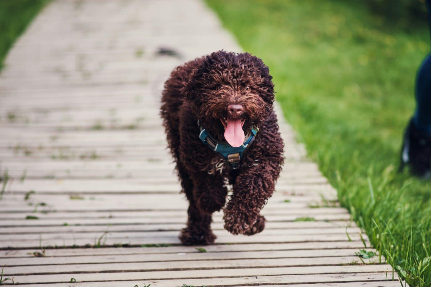 Lagotto Romagnolo