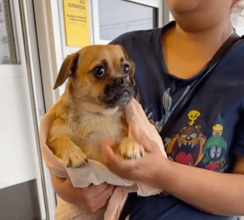 Dog Heartbroken After Being Surrendered Finds Hope in a New Home ...