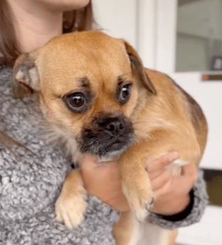 Dog Heartbroken After Being Surrendered Finds Hope in a New Home ...