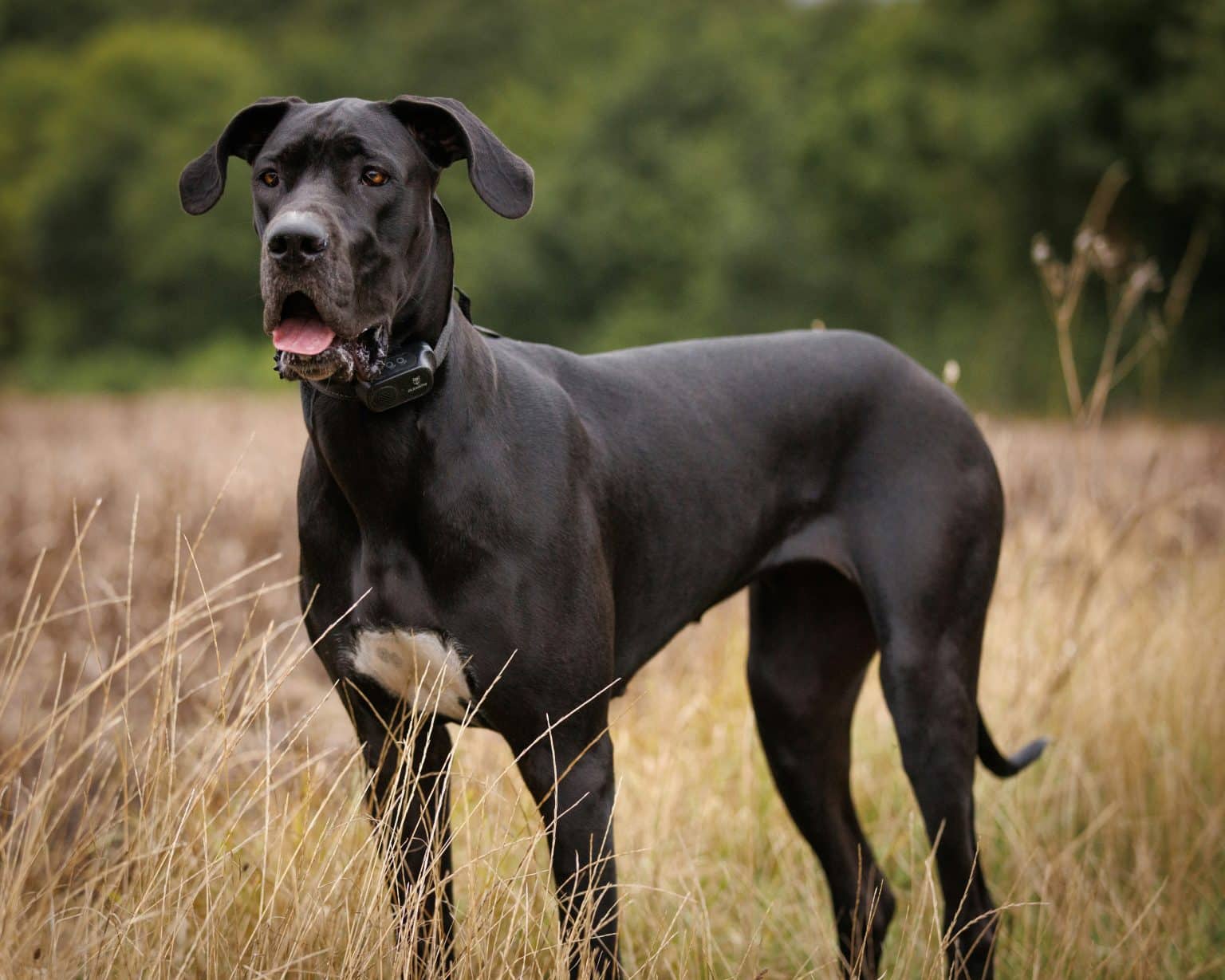 21 Large Dog Breeds That Are Total Cuddle Monsters IHeartDogs