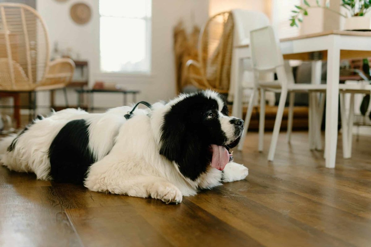 Newfoundland calm and patient showing quiet and nurturing personality