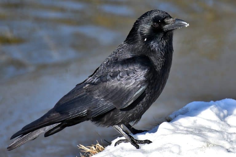 7 Animals That Use Tools Just Like Humans