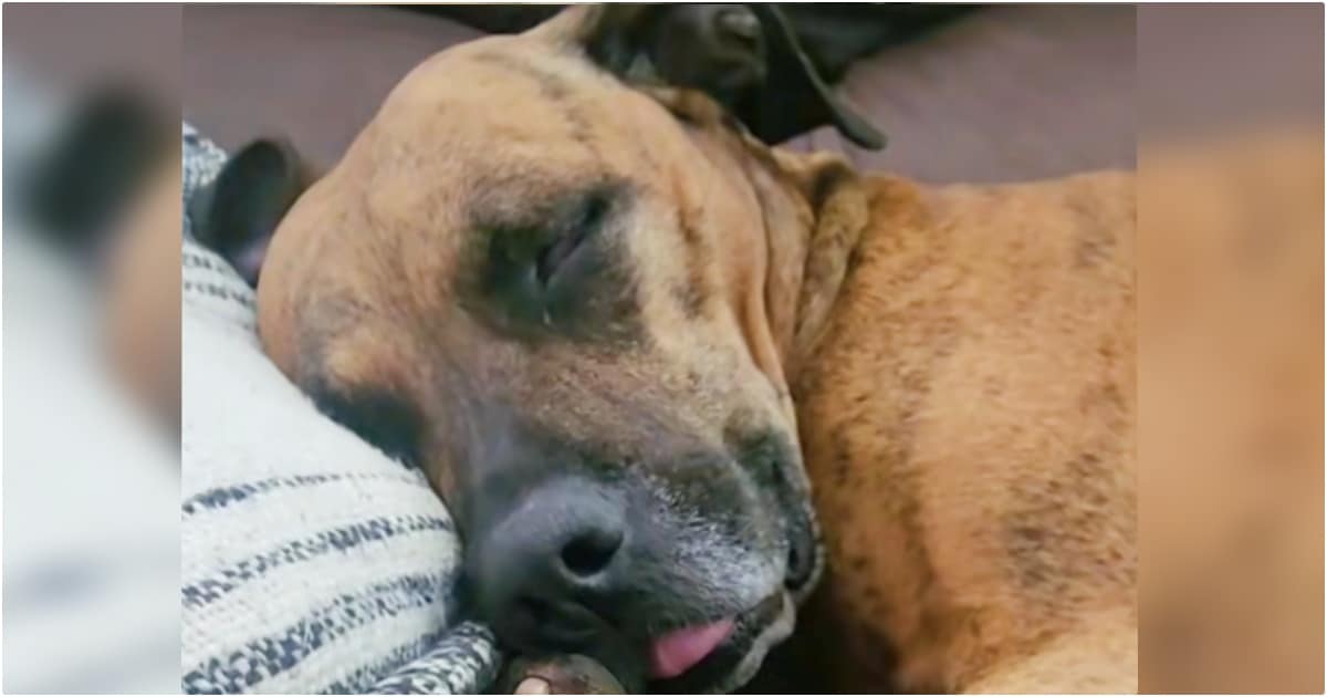 Stray Walks In And Climbs Onto Stranger’s Couch, ‘Welcome Home I Guess’