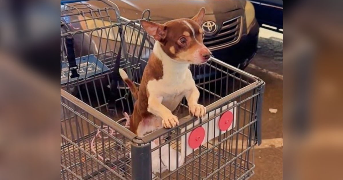 Women Find A Dog In Shopping Cart, But He Wasn’t Left There By Owner