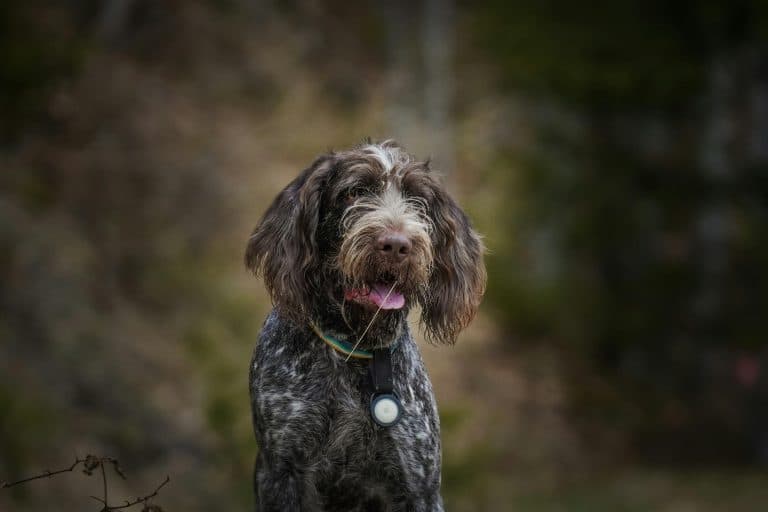 11 Signs You’re Overfeeding Your Dog (And How To Fix It) - iHeartDogs.com